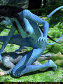 Big female blue striped creature with a - Picture 1