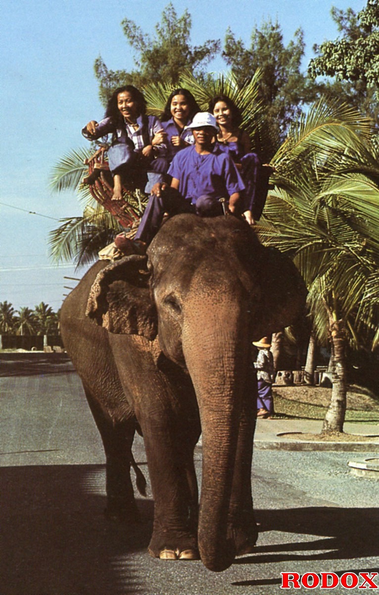 Elephant riding babes fucked hard by a pret - XXX Dessert - Picture 1