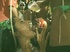 brazil's funky fornication fun