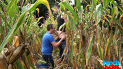 Gay dude in blue T-shirt sucking man's meat prior to be fucked into asshole in the corn field
