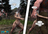 Young busty girl is savagely taken advantage of in the woods by three