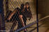Girl caged, pegged, spanked and then fucked with big baton by sexy queen