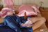 More big cocks looking inviting in sexy female underwear and dick suck