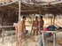 A group of hot and spicy latino twinks form a four-way ass banging, cock