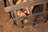 Blonde virgin slut pleads with her eyes as she is gagged, bound, and locked