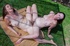 Two cute hot lesbians with hairy pussies enjoy hot outdoor lesbo action