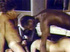 Horny sweetie nailed by two guys hardcore in the seventies