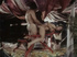 Very hairy retro beauties love fucking horny dude hardcore