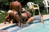 Crazy classic blond having rough sex by pool