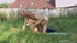 Hot blonde teen getting caught by boyfriend while fucking with his dad.