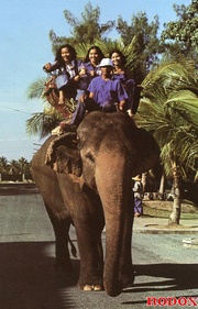 Elephant riding babes fucked hard by a pretty horny dude