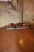 Topless pantihose whores get bound together on the floor