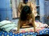 Dirty Indian chick with huge boobs loves doggy style pose