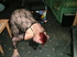 dirty wee girl