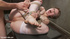 Short-haired chick in white stockings and shinju screaming while tortured