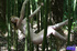 Tender betty poses in the raw in a bamboo forest.