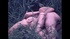 Vintage blondes and redheads getting fucked in doggy and missionary positions