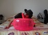Pretty fawn in a black straw hat rides a pink inflatable toy in bed.