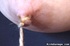 Super hot Asian lady gets her big nipples stimulated
