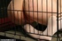 Caged darling is ready for a nasty dildo punishment