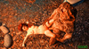 Wild red chick banging with forest creature in the camp