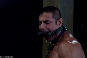 Tied up and blindfolded bear and his fri - Picture 11