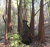Handsome dude gets tied up and sucked off in the woods