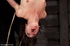 While she is hung upside down, a dark-haired darling is caned, but she