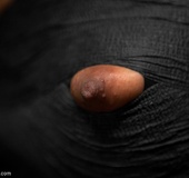 Sophisticated black beauty’s legs are spread, and she is gagged and