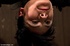Dark-haired maven’s nipples are pulled way too hard during a BDSM session.