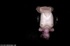 fantastic fuck toy suspended