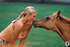 Charming sexy blonde horse rider models sexy bikini and unveils hot ass