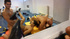 excitingly slender brunette with