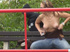 Young chick gets attacked from behind; guy jerks off her blouse