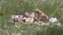 Scrawny brunette in black swimsuit enjoys fucking on the glade by the