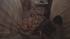 Slender brunette fucks for cash in dirty dungeon brothel