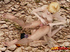 Hot trans chicks go outside to fuck each other on the floor.
