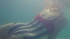 Swimming babe in large pool strips naked to enjoy skinny dipping and fingering