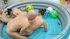Two naughty chick wrestles in the pool before a nice foursome sex