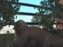 Shemael and a guy fuck a busty brunette together
