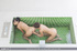 Luscious lesbians pose naked and show their petite boobs then licks each