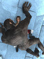 Insane 3D gorilla cums on the hottest - Picture 2