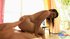 asian striptease fuck