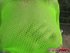 blonde skank neon green