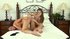 tanned brunette lesbian uses