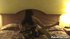 skanky brunette cheats and