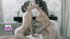 Thick latina threesome hd